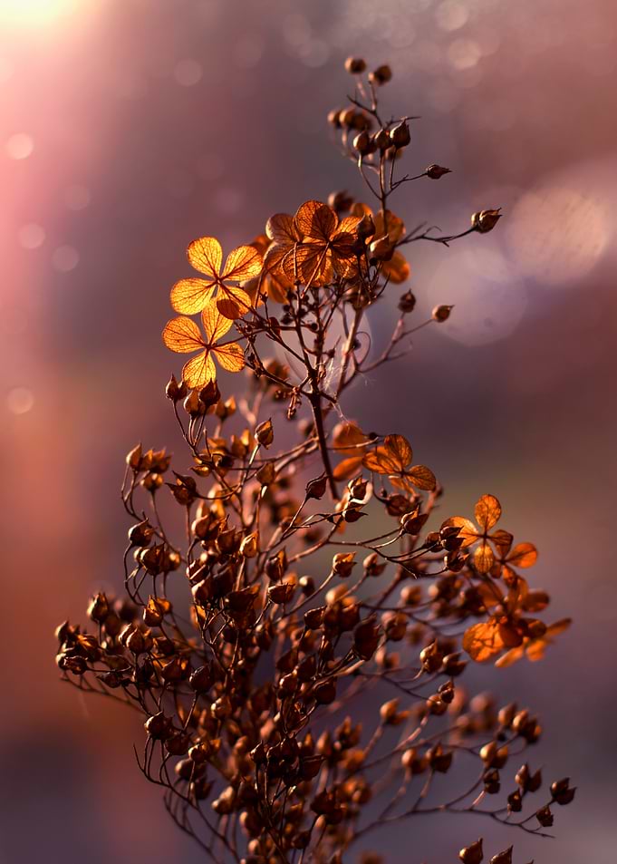 Dried Flowers in Sunlight