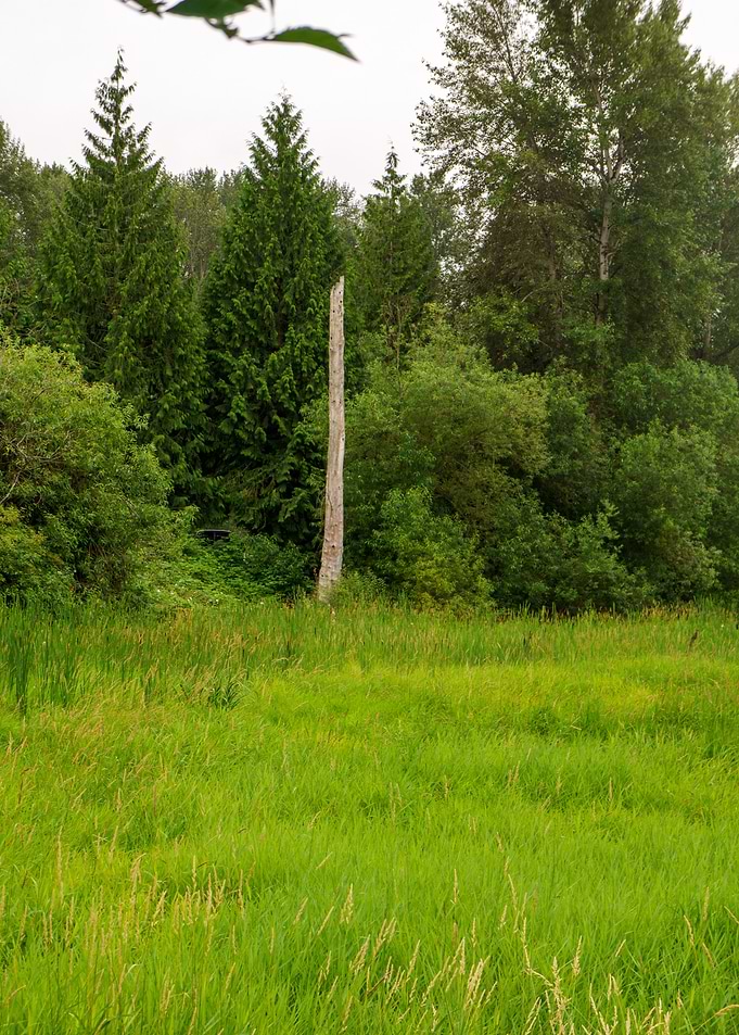 Tall Tree in a Meadow