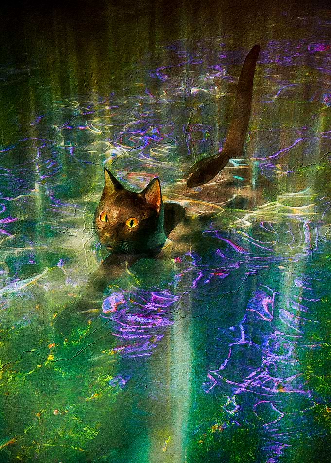 Black Cat in Water