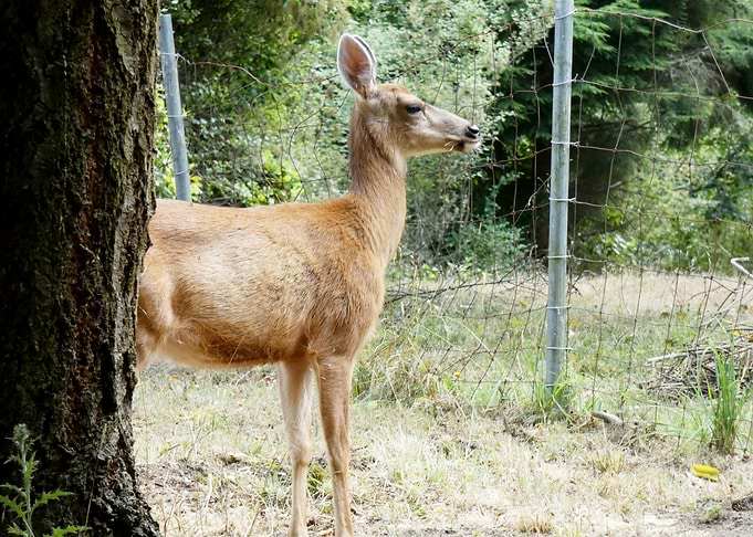 Deer by a Fence