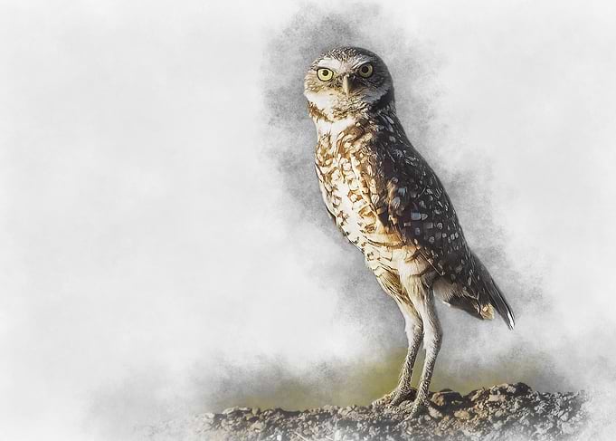 Burrowing Owl Watercolor
