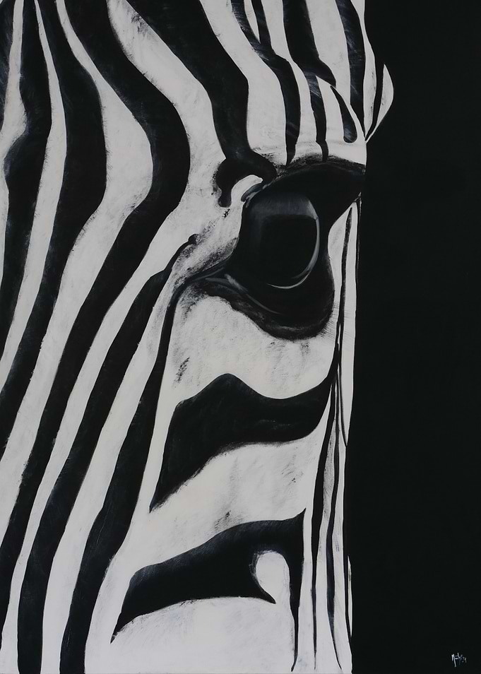 Zebra Eye Close-Up