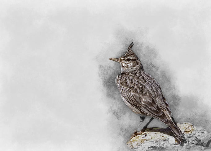 Watercolor Bird Illustration