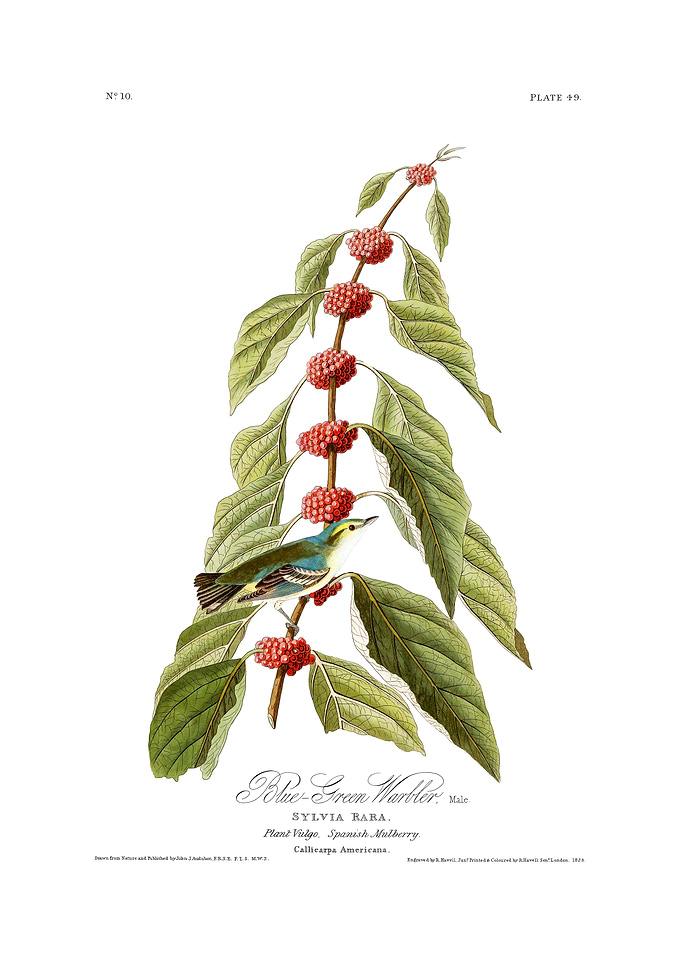 The Birds of America - Blue-Green Warbler