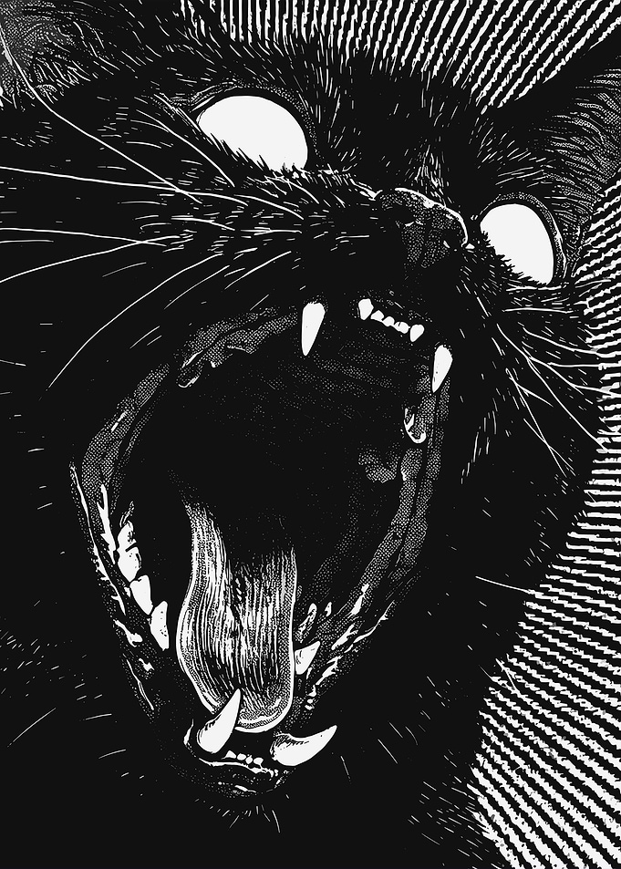 Black Cat Roar