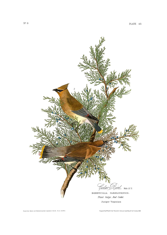The Birds of America - Cedar Bird