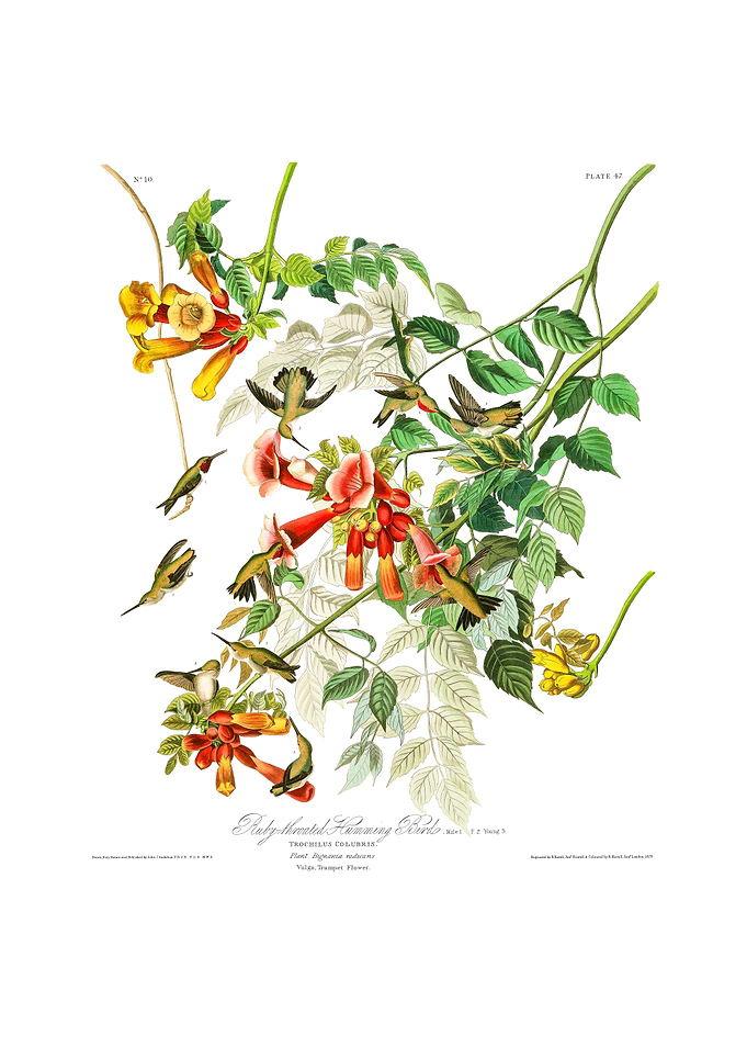 The Birds of America - Ruby-throated Humming Bird