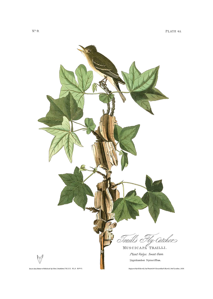 The Birds of America - Traill's Flycatcher