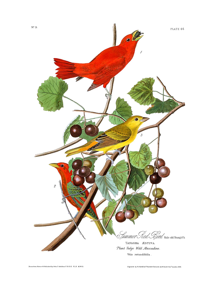 The Birds of America - Summer Red Bird