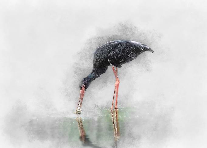 Black Stork in Water