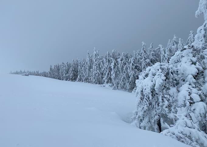 Snowy Forest Landscape