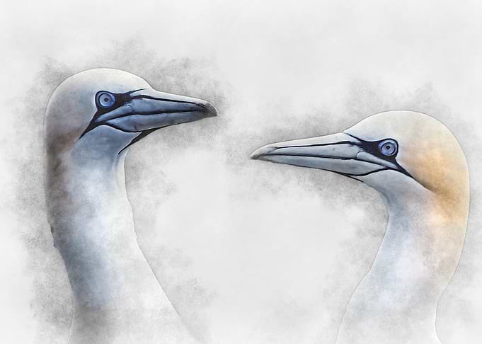 Gannets Watercolor Portrait