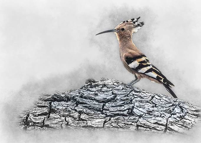 Hoopoe Bird on Branch