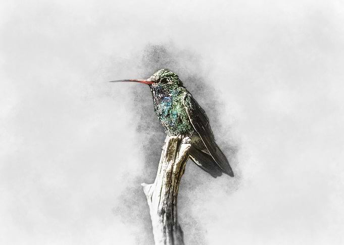 Hummingbird Watercolor