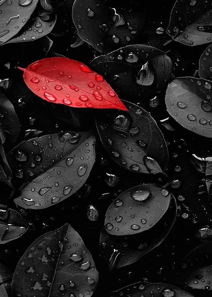 Red Leaf on Black