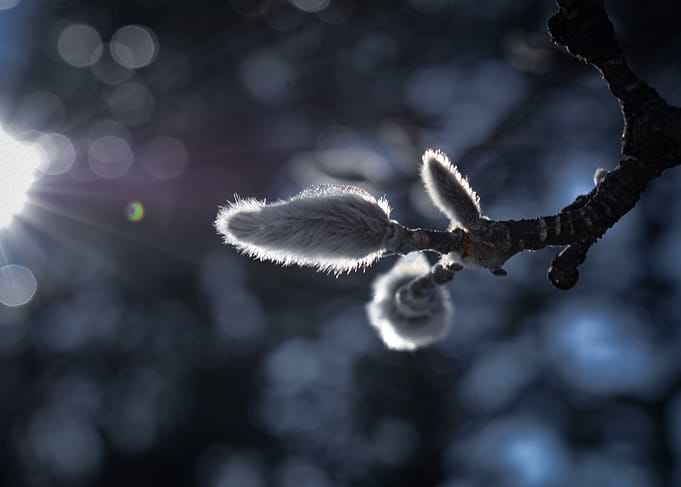 Spring Buds in Sunlight