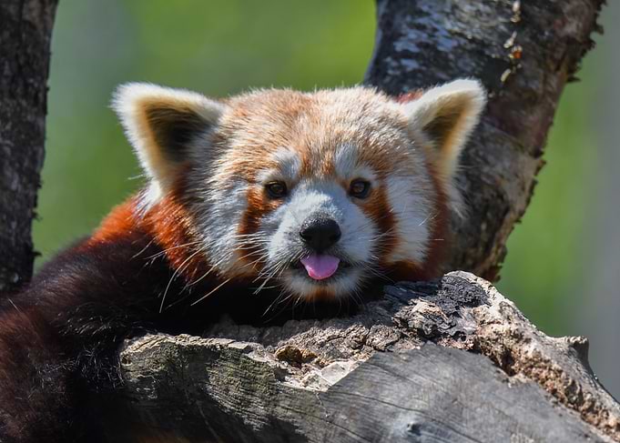 Red Panda on a Branch