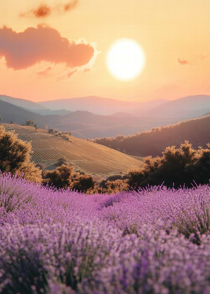Lavender Field Sunset