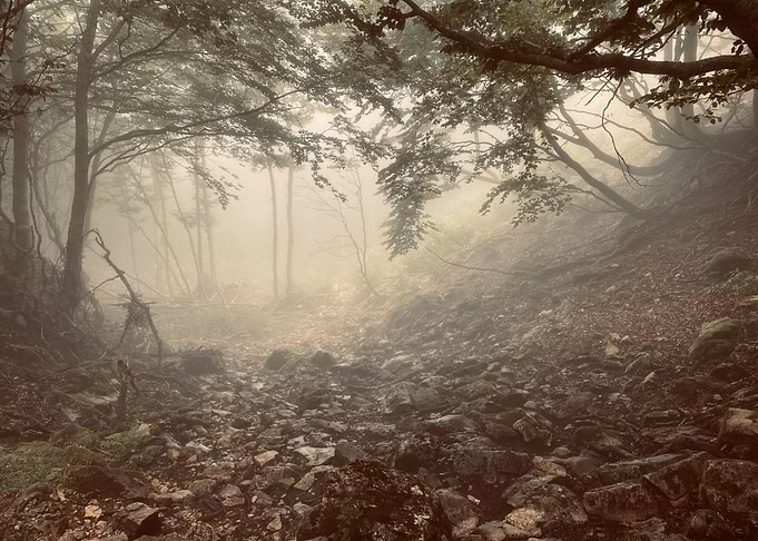 Misty Forest Path