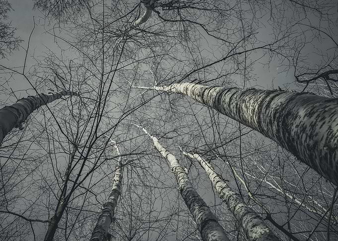 Birch Trees Upward View