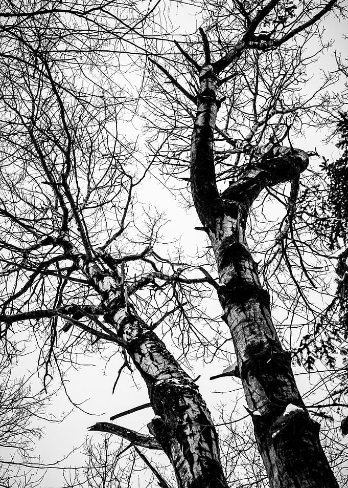 Bare Trees in Winter