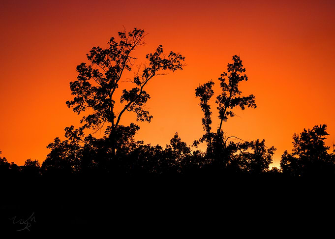 Silhouetted Trees at Sunset