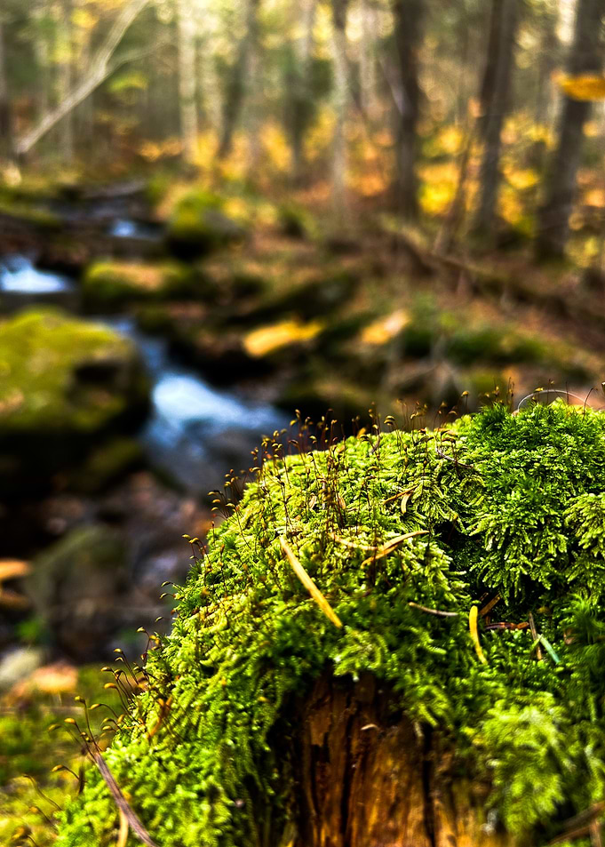 Moss Covered Log by Stream