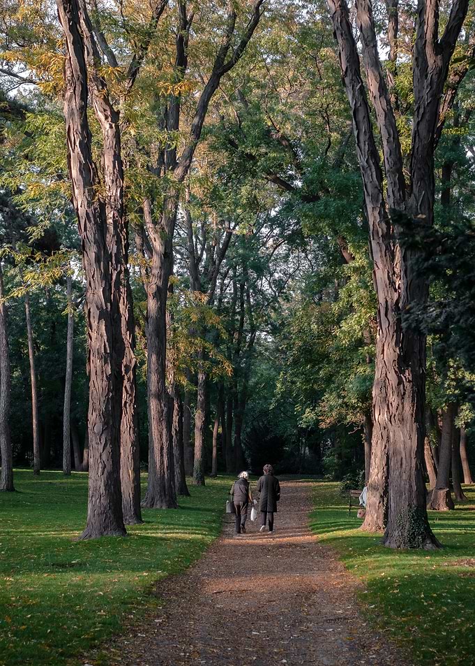 Couple Walking in Forest Path