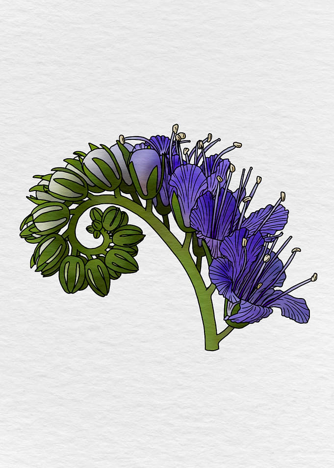 Curly Blue Caterpillar