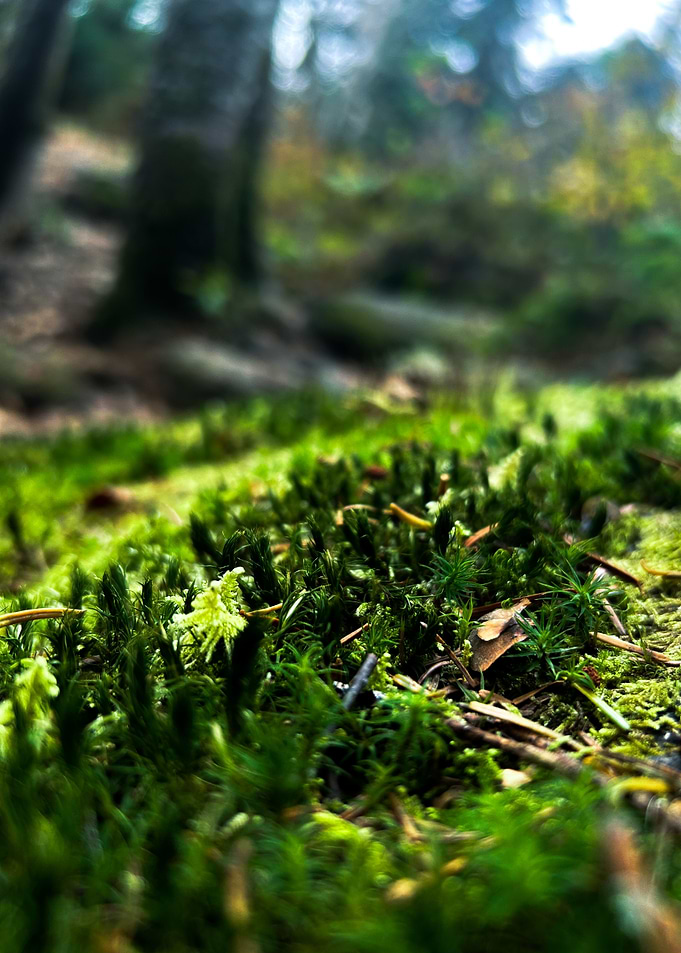 Forest Floor Moss