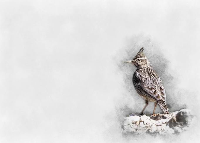 Watercolor Bird Illustration