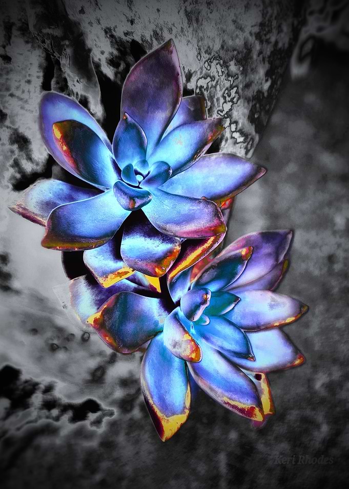 Flower Power Golden Succs