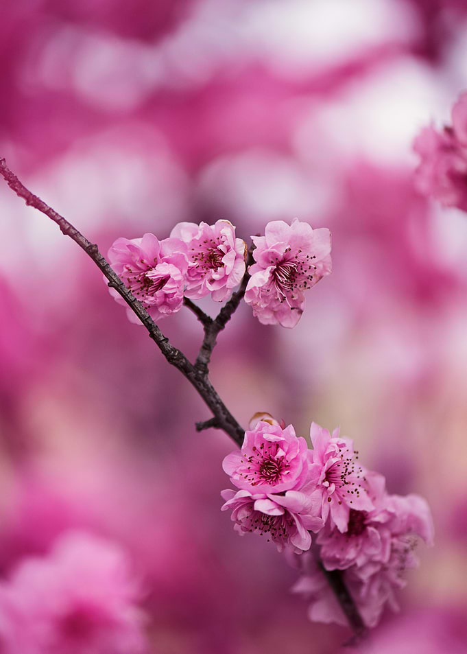 Pink Cherry Blossom Branch