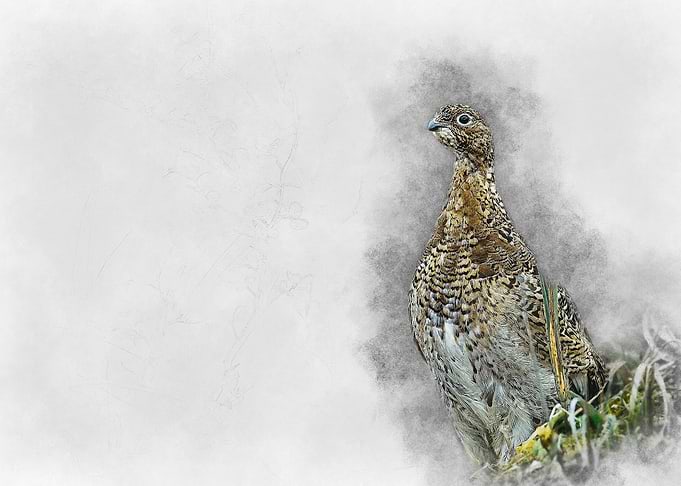 Willow Ptarmigan Watercolor