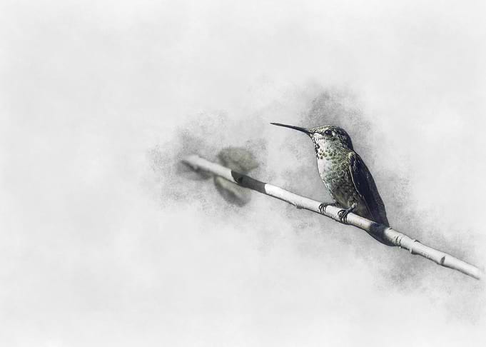 Hummingbird on Branch
