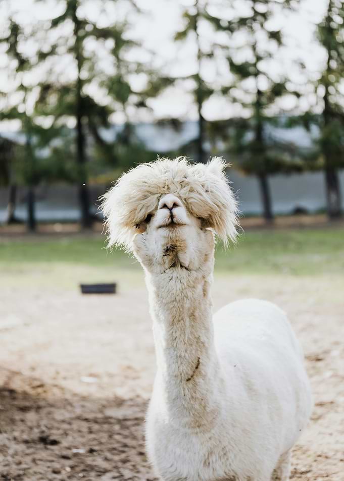 Alpaca with Fluffy Hair