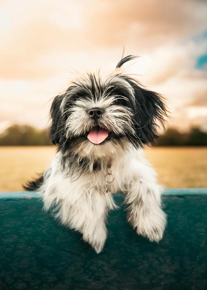 Happy Dog Portrait