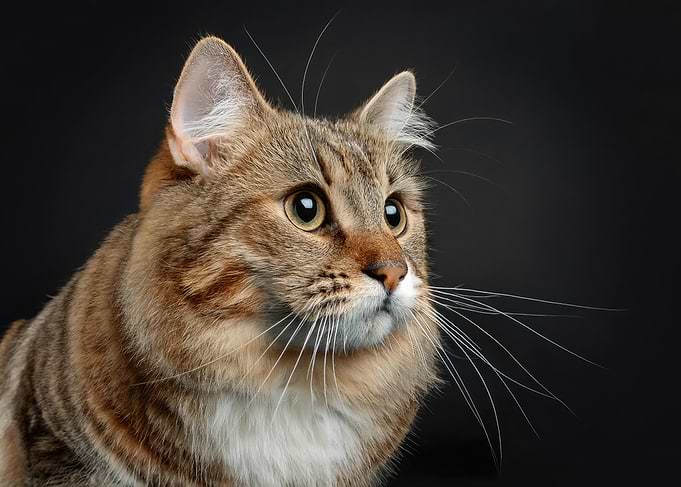 Close-up of a Tabby Cat