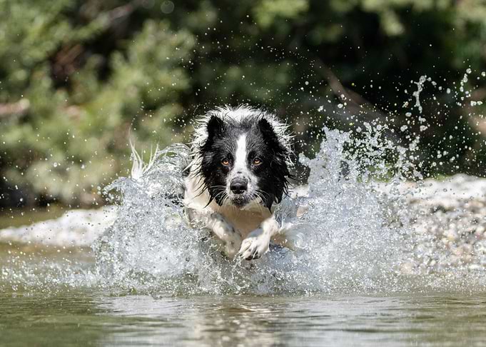 Border Collie Splashing