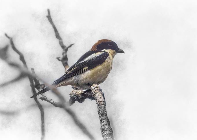 Bird on Branch