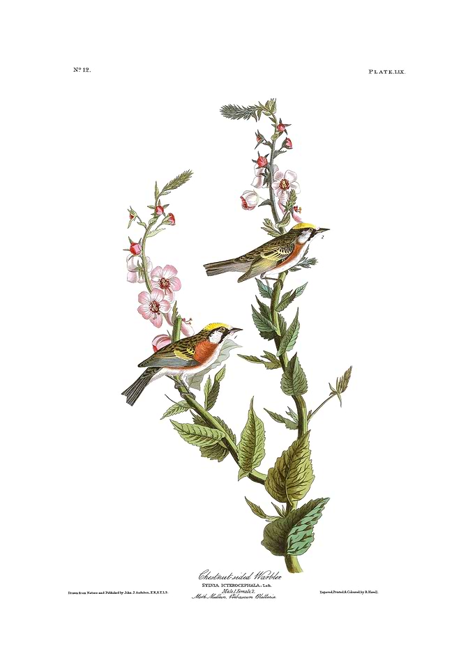 The Birds of America - Chestnut-sided Warbler