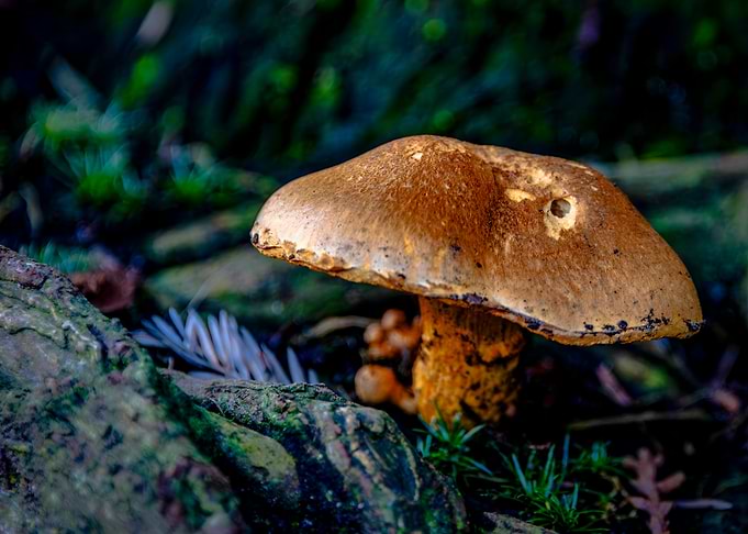 Deathcap Mushroom in Forest