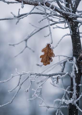 Frozen Leaf on Branch