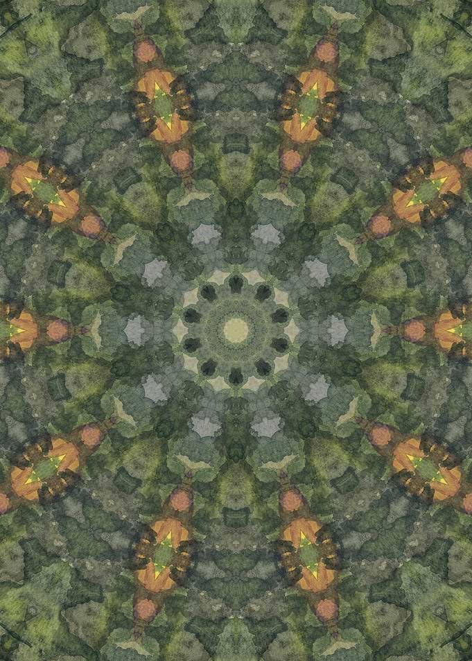 The Forest for the Trees