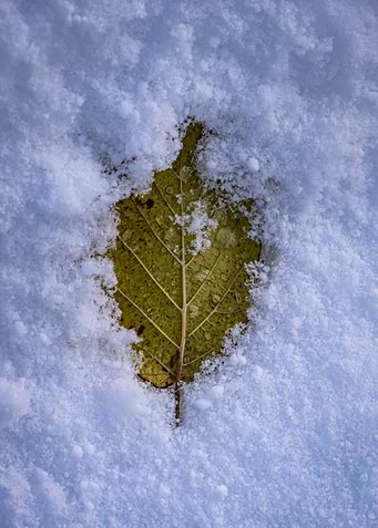 Leaf in Snow