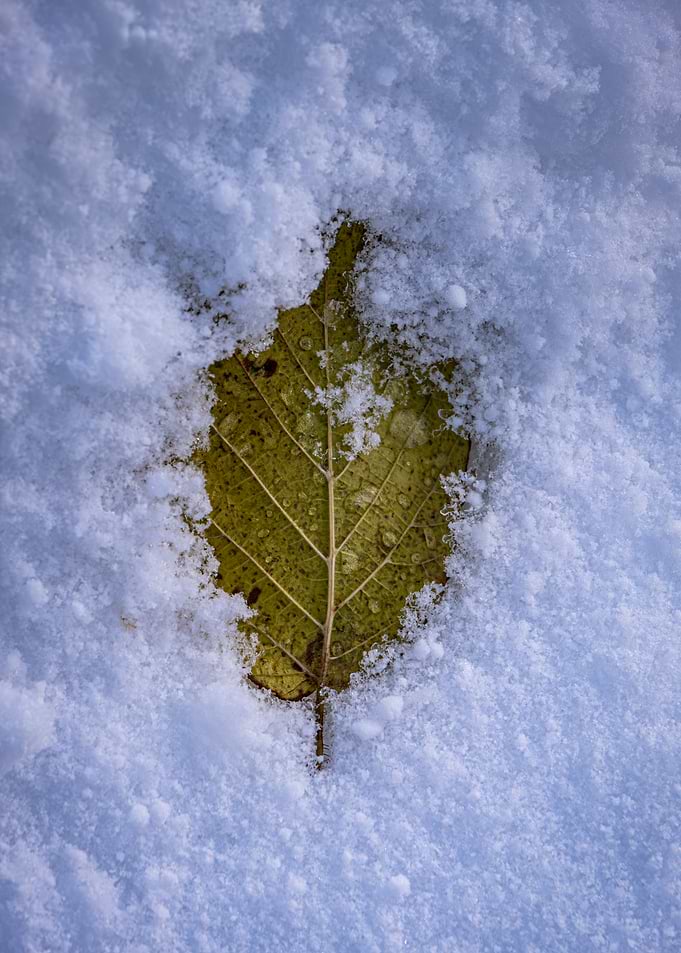 Leaf in Snow