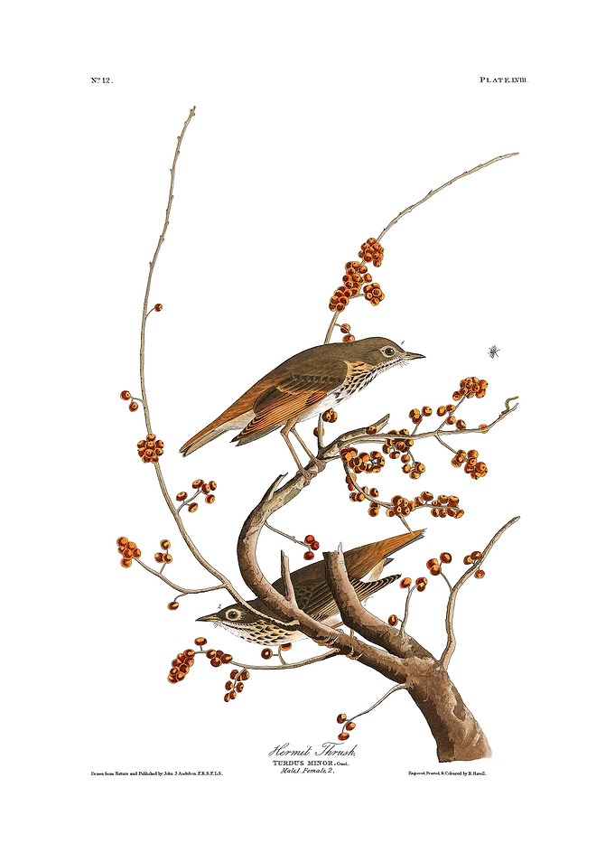 The Birds of America - Hermit Thrush