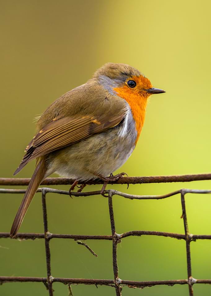 Robin on Wire Fence