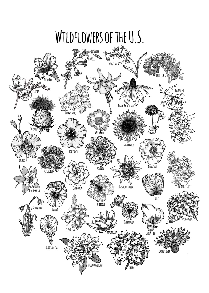 Wildflowers of the U.S.