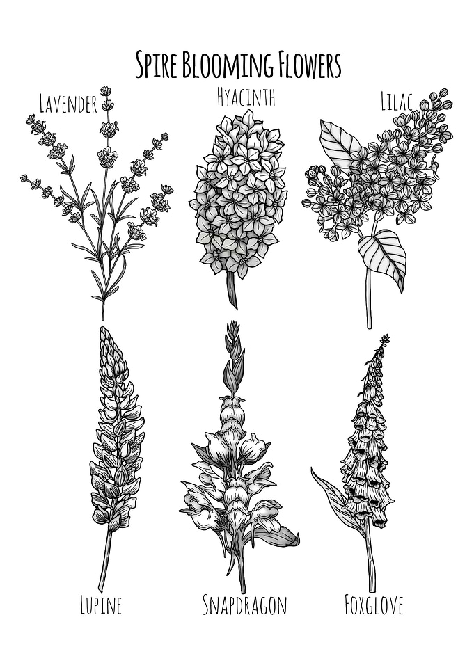Spire Blooming Flowers